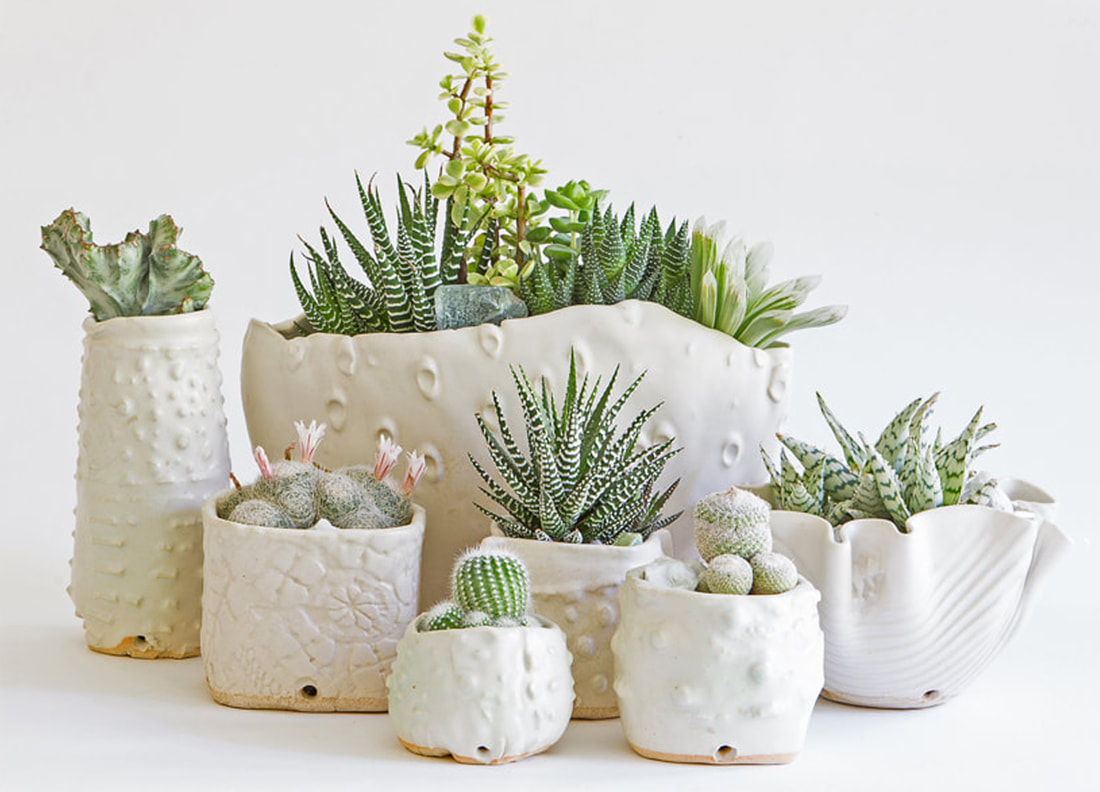 Artist made and grown succulent and cacti arrangements and planters